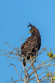 Eagle Prints: Long Crested Eagle, Okavango Delta, Botswana