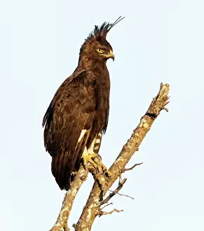 Game Reserve Prints: Long-crested eagle, , Zimanga Private Game Reserve, KwaZulu Natal, South Africa