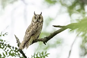 Bulgaria Prints: Long-eared Owl (Asio otus), adult perched in tree near Bratsigovo, Bulgaria, June 2024