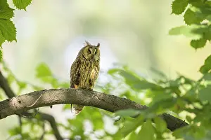 Bulgaria Prints: Long-eared Owl (Asio otus), adult perched in tree near Bratsigovo, Bulgaria, June 2024