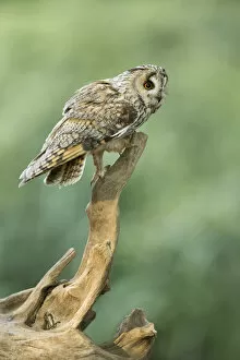 Images Dated 11th January 2021: Long-eared Owl (Asio otus) (C) UK