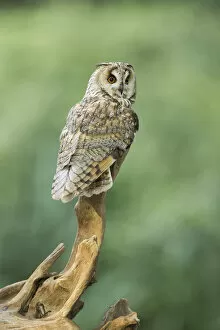 Images Dated 11th January 2021: Long-eared Owl (Asio otus) (C) UK