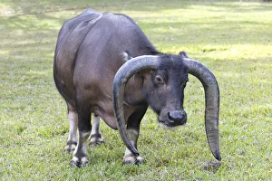 Long Prints: Long horned bull, Vinales, Cuba