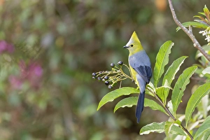 Costa Rican Prints: Long-tailed Silky Flycatcher (Ptilogonys caudatus), Costa Rica