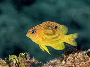 Pomacentridae Prints: Longfin Damselfish (Stegastes diencaeus)