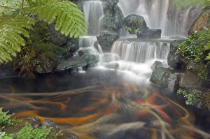 Water Fall Gallery: Longshan Temple waterfall with swimming Koi Fish