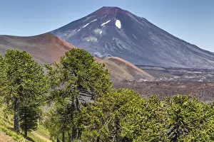 National Reserve Prints: Lonquimay volcano, Reserva Nacional Malalcahuello-Nalcas, Araucania region, Chile