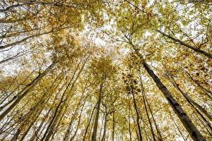 Intimate Landscape Prints: Looking up in an aspen woodland in autumn, Greater Sudbury, Ontario, Canada