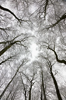 Images Dated 15th March 2010: Looking up at winter tree canopy, Gloucestershire, UK
