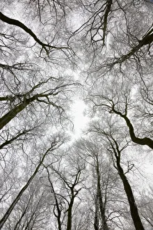 Canopy Prints: Looking up at winter tree canopy, Gloucestershire, UK
