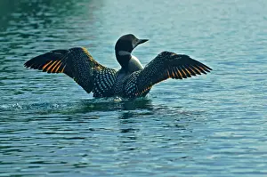 Loon Prints: loon displaying on Killarney Lake Killarney Provincial Park, Ontario, Canada