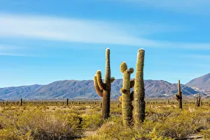 Los Cardones National Park, Salta, Argentina