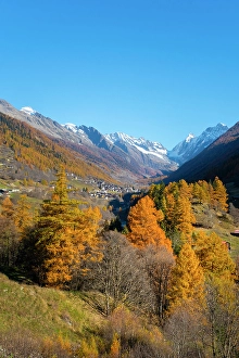 Larch Prints: Lotschental Valley looking towards Kippel village, Valais, Switzerland
