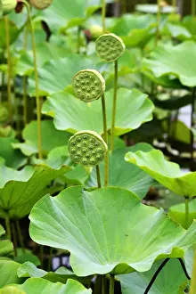 Norbert Eisele Hein Prints: Lotus flowers, Sir Seewoosagur Rangoolam Botanical Garden, Pamplemousses, Mauritius