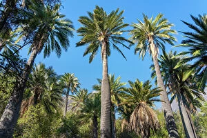 Low angle view of grove of Chilean wine palm trees at Sector Palmas de Ocoa, La Campana National Park