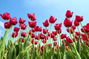 Bright Gallery: Low angle view of red tulip blossoms against blue sky, Ursem, North Holland, Netherlands