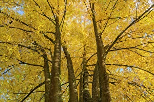 Jungle Collection: Low angle view of trees with yellow leaves in autumn, Hruba Skala