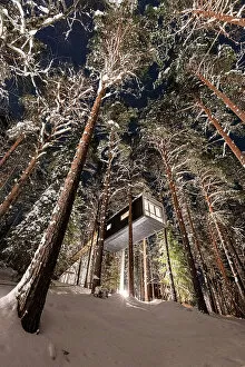 Frozen Gallery: Low angle view of wood cottage amongst tall trees in the snow