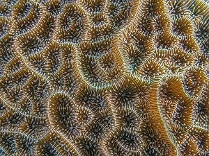 Invertebrate Prints: Low Relief Lettuce Coral (Agaricia humilis)