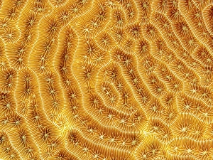 Invertebrate Prints: Low Relief Lettuce Coral (Agaricia humilis)