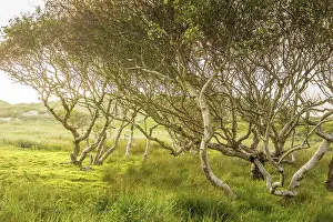 Birch Prints: Low windblown birch trees in the dunes on the northern beach of Norderney