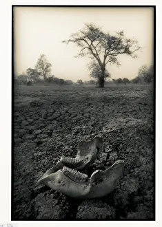 Selous Prints: Lower jaw of animal skull on parched mud in Selous game Reserve, Tanzania