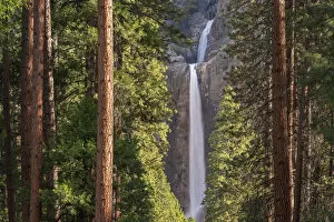 Lower Yosemite Falls through the conifer trees of Yosemite Valley, California, USA