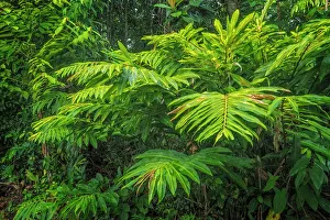 Neotropics Prints: Lowland Caribbean Rainforest, Boca Tapada, Costa Rica