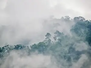 Cloud Prints: Lowland Caribbean Rainforest shrouded in fog near Boca Tapada, Costa Rica