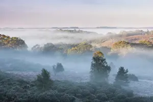 Hampshire Prints: Lowland Heathland at Millersford Bottom