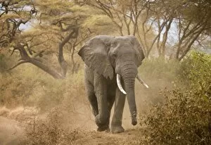 Images Dated 2008 August: Loxodonta africana (Elephant)