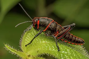 Pura Vida Prints: Lubber Grasshopper (Romalea guttata) - nymph, Costa Rica