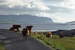 Luing cattle roam free along the shore of