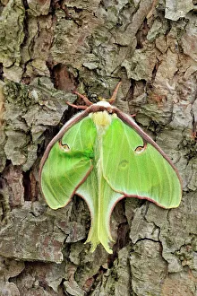 Poikilotherm Prints: Luna moth (Actias luna) Aging specimen, Greater Sudbury (Lively), Ontario, Canada