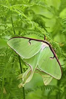 Breeding Prints: Luna moth (Actias luna) Mating pair among hay-scented ferns, Lively, Ontario, Canada