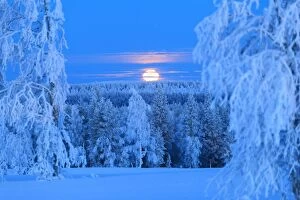 Images Dated 12th December 2017: Lunar sunrise over the woods of Lapland. Hukanmaa / Kitkiojoki, Norbottens Ian, Lapland