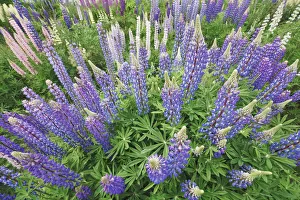 Violet Prints: Lupine meadow on farmland - New Zealand, South Island, Otago, Queenstown Lakes