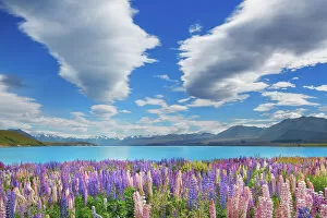 Images Dated 3rd March 2021: Lupine meadow at Lake Tekapo - New Zealand, South Island, Canterbury, Mackenzie