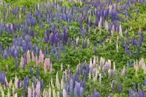 Lupin Prints: Lupine meadow - New Zealand, South Island, Otago, Central Otago, Lindis River