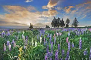 Canterbury Gallery: Lupine meadow - New Zealand, South Island, Canterbury, Mackenzie, Lake Tekapo