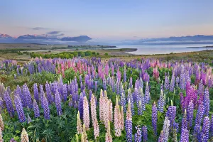Lupine meadow - New Zealand, South Island, Canterbury, Mackenzie, Lake Tekapo
