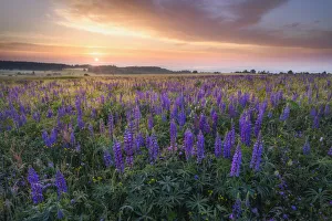 Lilac Prints: Lupine meadow at sunrise in the Bavarian Rhaon, UNESCO Biosphere Reserve Rhaon