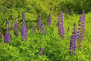 Lupines Prints: Lupines on Kendall Inlet Road Clearwater Bay, Ontario, Canada