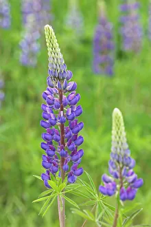 Lupines Prints: Lupines, Lunenberg, Nova Scotia, Canada Lunenberg Nova Scotia Canada