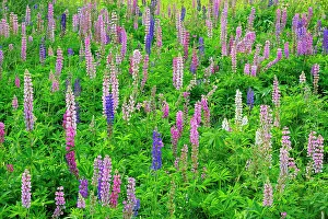 Plants Prints: Lupines (Lupinus sp.) blossoms Thunder Bay, Ontario, Canada