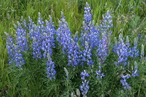 Images Dated 5th June 2023: Lupines (Lupinus sp.) on the Fescue Prairie. Waterton National Park, Alberta, Canada