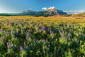 Images Dated 5th June 2023: Lupines (Lupinus sp.) and other wildflowers on the Fescue Prairie.Sofa Mountain on left