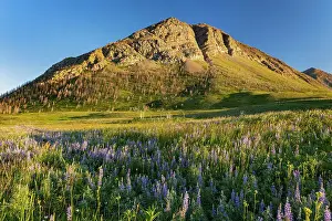 Lupines (Lupinus sp. ) and other wildflowers on the Fescue Prairie and the Canadian Rockies. Waterton Lakes National Park, Alberta, Canada