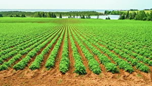 Potatoes Prints: Lupines and potato fields, Basin Head, PEI Prince Edward Island, Canada