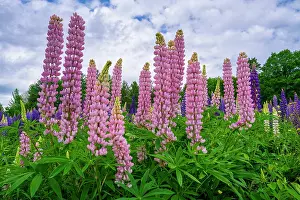 White Mountain Region Prints: Lupines at Sugar Hill, White Mountain National Forest, New Hampshire, USA